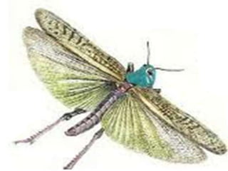 Racso 40 dia 2  parte 1 b DE SOID ATEFORP AIPAT SADAJUP DE RACSO