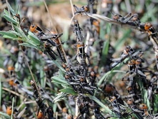 Racso 40 dia 2  parte 1 b DE SOID ATEFORP AIPAT SADAJUP DE RACSO