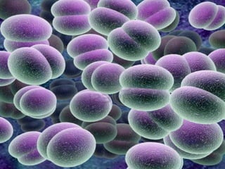 Racso 40 dia 2  parte 1 b DE SOID ATEFORP AIPAT SADAJUP DE RACSO