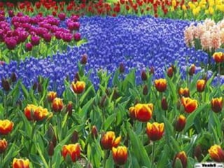 Racso 40 dia 2  parte 1 b DE SOID ATEFORP AIPAT SADAJUP DE RACSO