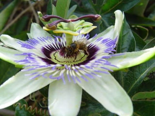 Racso 40 dia 2  parte 1 b DE SOID ATEFORP AIPAT SADAJUP DE RACSO