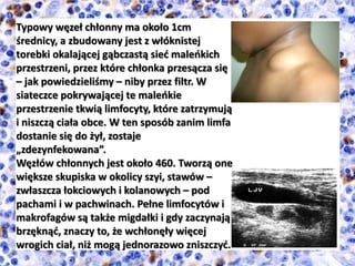 Typowy węzeł chłonny ma około 1cm
średnicy, a zbudowany jest z włóknistej
torebki okalającej gąbczastą sieć maleńkich
przestrzeni, przez które chłonka przesącza się
– jak powiedzieliśmy – niby przez filtr. W
siateczce pokrywającej te maleńkie
przestrzenie tkwią limfocyty, które zatrzymują
i niszczą ciała obce. W ten sposób zanim limfa
dostanie się do żył, zostaje
„zdezynfekowana”.
Węzłów chłonnych jest około 460. Tworzą one
większe skupiska w okolicy szyi, stawów –
zwłaszcza łokciowych i kolanowych – pod
pachami i w pachwinach. Pełne limfocytów i
makrofagów są także migdałki i gdy zaczynają
brzęknąć, znaczy to, że wchłonęły więcej
wrogich ciał, niż mogą jednorazowo zniszczyć.
 