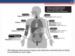 • This diagram shows human organs and radioactive materials that are likely
to accumulate in each organ.
42
 