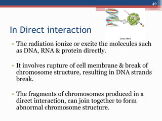 In Direct interaction
• The radiation ionize or excite the molecules such
as DNA, RNA & protein directly.
• It involves rupture of cell membrane & break of
chromosome structure, resulting in DNA strands
break.
• The fragments of chromosomes produced in a
direct interaction, can join together to form
abnormal chromosome structure.
46
 
