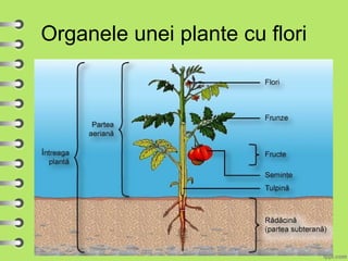 Organele unei plante cu flori
 