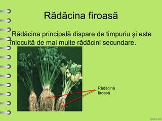 Rădăcina firoasă
Rădăcina principală dispare de timpuriu şi este
înlocuită de mai multe rădăcini secundare.
Rădăcina
firoasă
 
