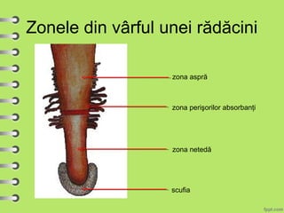 Zonele din vârful unei rădăcini
scufia
zona netedă
zona perişorilor absorbanţi
zona aspră
 