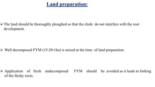 Land preparation:
The land should be thoroughly ploughed so that the clods do not interfere with the root
development.
 Well decomposed FYM (15-20 t/ha) is mixed at the time of land preparation.
 Application of fresh undecomposed FYM should be avoided as it leads to forking
of the fleshy roots.
 