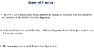 Season of Planting :
The crop is sown during winter from September to January, in the plains from 1st September-1
st December and in the hills from June September.
 In the mild climate of peninsular India, radish can be grown almost all the year round except
few summer months.
 The best sowing time in South India is from April to June.
 
