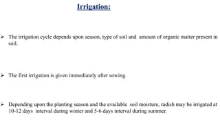 Irrigation:
 The irrigation cycle depends upon season, type of soil and amount of organic matter present in
soil.
 The first irrigation is given immediately after sowing.
 Depending upon the planting season and the available soil moisture, radish may be irrigated at
10-12 days interval during winter and 5-6 days interval during summer.
 