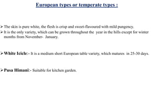 European types or temperate types :
The skin is pure white, the flesh is crisp and sweet-flavoured with mild pungency.
It is the only variety, which can be grown throughout the year in the hills except for winter
months from November- January.
White Icicle:- It is a medium short European table variety, which matures in 25-30 days.
Pusa Himani:- Suitable for kitchen garden.
 