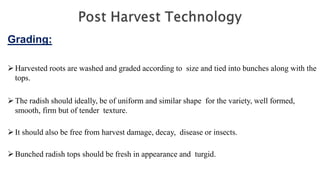 Grading:
Harvested roots are washed and graded according to size and tied into bunches along with the
tops.
The radish should ideally, be of uniform and similar shape for the variety, well formed,
smooth, firm but of tender texture.
It should also be free from harvest damage, decay, disease or insects.
Bunched radish tops should be fresh in appearance and turgid.
 