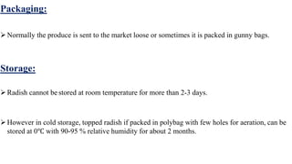 Packaging:
Normally the produce is sent to the market loose or sometimes it is packed in gunny bags.
Storage:
Radish cannot be stored at room temperature for more than 2-3 days.
However in cold storage, topped radish if packed in polybag with few holes for aeration, can be
stored at 0℃ with 90-95 % relative humidity for about 2 months.
 