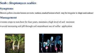 Scab : Streptomyces scabies
Symptoms
Brown-yellow circular lesionson roots; sunken,crackedlesionswhich maybe irregular in shapeandcoalesce
Management
rotate crops to non-host for four years, maintain a high level of soil moisture
avoid increasing soil pH through soil amendment use of sulfur application
 