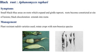 Black root : Aphanomyces raphari
Symptoms
Small black-blue areas on roots which expand and girdle taproot; roots become constricted at site
of lesions; black discoloration extends into roota
Management
Plant resistant radish varieties used; rotate crops with non-brassica species
 