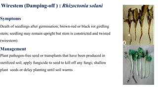 Wirestem (Damping-off ) : Rhizoctonia solani
Symptoms
Death of seedlings after germination; brown-red or black rot girdling
stem; seedling may remain upright but stem is constricted and twisted
(wirestem)
Management
Plant pathogen-free seed or transplants that have been produced in
sterilized soil; apply fungicide to seed to kill off any fungi; shallow
plant seeds or delay planting until soil warms
 