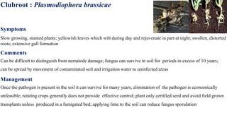 Clubroot : Plasmodiophora brassicae
Symptoms
Slow growing, stunted plants; yellowish leaves which wilt during day and rejuvenate in part at night; swollen, distorted
roots; extensive gall formation
Comments
Can be difficult to distinguish from nematode damage; fungus can survive in soil for periods in excess of 10 years;
can be spread by movement of contaminated soil and irrigation water to uninfected areas
Management
Once the pathogen is present in the soil it can survive for many years, elimination of the pathogen is economically
unfeasible; rotating crops generally does not provide effective control; plant only certified seed and avoid field grown
transplants unless produced in a fumigated bed; applying lime to the soil can reduce fungus sporulation
 