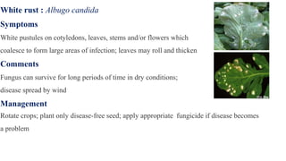 White rust : Albugo candida
Symptoms
White pustules on cotyledons, leaves, stems and/or flowers which
coalesce to form large areas of infection; leaves may roll and thicken
Comments
Fungus can survive for long periods of time in dry conditions;
disease spread by wind
Management
Rotate crops; plant only disease-free seed; apply appropriate fungicide if disease becomes
a problem
 