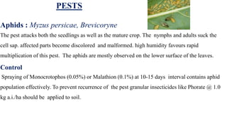 Aphids : Myzus persicae, Brevicoryne
The pest attacks both the seedlings as well as the mature crop. The nymphs and adults suck the
cell sap. affected parts become discolored and malformed. high humidity favours rapid
multiplication of this pest. The aphids are mostly observed on the lower surface of the leaves.
Control
Spraying of Monocrotophos (0.05%) or Malathion (0.1%) at 10-15 days interval contains aphid
population effectively. To prevent recurrence of the pest granular insecticides like Phorate @ 1.0
kg a.i./ha should be applied to soil.
PESTS
 