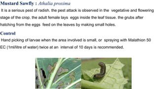 Mustard Sawfly : Athalia proxima
It is a serious pest of radish. the pest attack is observed in the vegetative and flowering
stage of the crop. the adult female lays eggs inside the leaf tissue. the grubs after
hatching from the eggs feed on the leaves by making small holes.
Control
Hand picking of larvae when the area involved is small, or spraying with Malathion 50
EC (1ml/litre of water) twice at an interval of 10 days is recommended.
 
