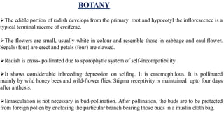 BOTANY
The edible portion of radish develops from the primary root and hypocotyl the inflorescence is a
typical terminal raceme of crciferae.
The flowers are small, usually white in colour and resemble those in cabbage and cauliflower.
Sepals (four) are erect and petals (four) are clawed.
Radish is cross- pollinated due to sporophytic system of self-incompatibility.
It shows considerable inbreeding depression on selfing. It is entomophilous. It is pollinated
mainly by wild honey bees and wild-flower flies. Stigma receptivity is maintained upto four days
after anthesis.
Emasculation is not necessary in bud-pollination. After pollination, the buds are to be protected
from foreign pollen by enclosing the particular branch bearing those buds in a muslin cloth bag.
 
