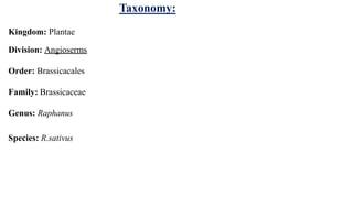 Taxonomy:
Kingdom: Plantae
Division: Angioserms
Order: Brassicacales
Family: Brassicaceae
Genus: Raphanus
Species: R.sativus
 