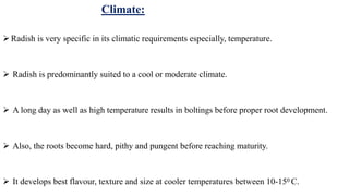 Climate:
Radish is very specific in its climatic requirements especially, temperature.
 Radish is predominantly suited to a cool or moderate climate.
 A long day as well as high temperature results in boltings before proper root development.
 Also, the roots become hard, pithy and pungent before reaching maturity.
 It develops best flavour, texture and size at cooler temperatures between 10-150 C.
 