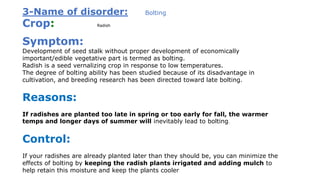3-Name of disorder: Bolting
Crop: Radish
Symptom:
Development of seed stalk without proper development of economically
important/edible vegetative part is termed as bolting.
Radish is a seed vernalizing crop in response to low temperatures.
The degree of bolting ability has been studied because of its disadvantage in
cultivation, and breeding research has been directed toward late bolting.
Reasons:
If radishes are planted too late in spring or too early for fall, the warmer
temps and longer days of summer will inevitably lead to bolting.
Control:
If your radishes are already planted later than they should be, you can minimize the
effects of bolting by keeping the radish plants irrigated and adding mulch to
help retain this moisture and keep the plants cooler
 