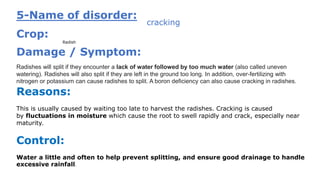 5-Name of disorder:
cracking
Crop:
Radish
Damage / Symptom:
Radishes will split if they encounter a lack of water followed by too much water (also called uneven
watering). Radishes will also split if they are left in the ground too long. In addition, over-fertilizing with
nitrogen or potassium can cause radishes to split. A boron deficiency can also cause cracking in radishes.
Reasons:
This is usually caused by waiting too late to harvest the radishes. Cracking is caused
by fluctuations in moisture which cause the root to swell rapidly and crack, especially near
maturity.
Control:
Water a little and often to help prevent splitting, and ensure good drainage to handle
excessive rainfall.
 
