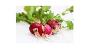 Raddish Presentation 2.pptx