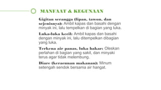 Gigitan serangga (lipan, tawon, dan
sejenisnya): Ambil kapas dan basahi dengan
minyak ini, lalu tempelkan di bagian yang luka.
Luka-luka kecil: Ambil kapas dan basahi
dengan minyak ini, lalu ditempelkan dibagian
yang luka.
Terkena air panas, luka bakar: Oleskan
perlahan di bagian yang sakit, dan minyaki
terus agar tidak melembung.
Diare (keracunan makanan): Minum
setengah sendok bersama air hangat.
MANFAAT & KEGUNAAN
 