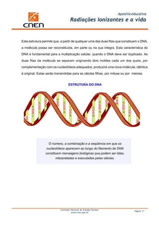 Apostila educativa
                                   Radiações Ionizantes e a vida


Esta estrutura permite que, a partir de qualquer uma das duas fitas que constituem o DNA,

a molécula possa ser reconstituída, em parte ou na sua integra. Esta característica do

DNA é fundamental para a multiplicação celular, quando o DNA deve ser duplicado. As

duas fitas da molécula se separam originando dois moldes cada um dos quais, por

complementação com os nucleotídeos adequados, produzirá uma nova molécula, idêntica

à original. Estas serão transmitidas para as células filhas, por mitose ou por meiose.


                                  ESTRUTURA DO DNA




                   O número, a combinação e a seqüência em que os
                 nucleotídeos aparecem ao longo do filamento de DNA
                 constituem mensagens biológicas que podem ser lidas,
                        interpretadas e executadas pelas células.




                           Comissão Nacional de Energia Nuclear
                                                                                Página 11
                                    www.cnen.gov.br
 
