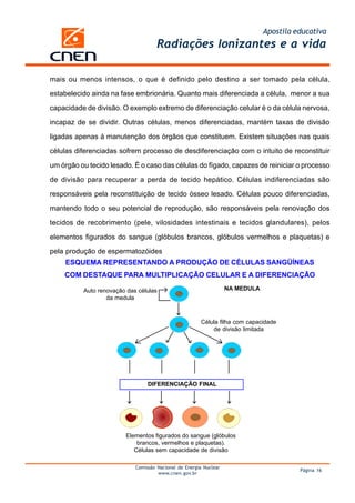 Apostila educativa
                                     Radiações Ionizantes e a vida

mais ou menos intensos, o que é definido pelo destino a ser tomado pela célula,

estabelecido ainda na fase embrionária. Quanto mais diferenciada a célula, menor a sua

capacidade de divisão. O exemplo extremo de diferenciação celular é o da célula nervosa,

incapaz de se dividir. Outras células, menos diferenciadas, mantém taxas de divisão

ligadas apenas à manutenção dos órgãos que constituem. Existem situações nas quais

células diferenciadas sofrem processo de desdiferenciação com o intuito de reconstituir

um órgão ou tecido lesado. É o caso das células do fígado, capazes de reiniciar o processo

de divisão para recuperar a perda de tecido hepático. Células indiferenciadas são

responsáveis pela reconstituição de tecido ósseo lesado. Células pouco diferenciadas,

mantendo todo o seu potencial de reprodução, são responsáveis pela renovação dos

tecidos de recobrimento (pele, vilosidades intestinais e tecidos glandulares), pelos

elementos figurados do sangue (glóbulos brancos, glóbulos vermelhos e plaquetas) e

pela produção de espermatozóides
    ESQUEMA REPRESENTANDO A PRODUÇÃO DE CÉLULAS SANGÜÍNEAS
    COM DESTAQUE PARA MULTIPLICAÇÃO CELULAR E A DIFERENCIAÇÃO

          Auto renovação das células                               NA MEDULA
                  da medula



                                                        Célula filha com capacidade
                                                            de divisão limitada




                                 DIFERENCIAÇÃO FINAL




                         Elementos figurados do sangue (glóbulos
                             brancos, vermelhos e plaquetas).
                            Células sem capacidade de divisão

                            Comissão Nacional de Energia Nuclear
                                                                                         Página 16
                                     www.cnen.gov.br
 