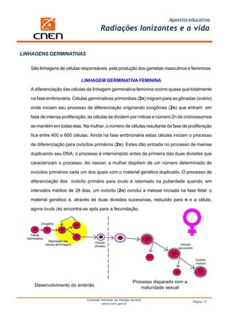 Apostila educativa
                                                 Radiações Ionizantes e a vida


LINHAGENS GERMINATIVAS

    São linhagens de células responsáveis pela produção dos gametas masculinos e femininos.

                                      LINHAGEM GERMINATIVA FEMININA
    A diferenciação das células da linhagem germinativa feminina ocorre quase que totalmente

    na fase embrionária. Células germinativas primordiais (2n) migram para as gônadas (ovário)

    onde iniciam seu processo de diferenciação originando ovogônias (2n) que entram em

    fase de intensa proliferação; as células se dividem por mitose e número 2n de cromossomos

    se mantém em todas elas. Na mulher, o número de células resultante da fase de proliferação

    fica entre 400 e 600 células. Ainda na fase embrionária estas células iniciam o processo

    de diferenciação para ovócitos primários (2n). Estes dão entrada no processo de meiose

    duplicando seu DNA; o processo é interrompido antes da primeira das duas divisões que

    caracterizam o processo. Ao nascer, a mulher dispõem de um número determinado de

    ovócitos primários cada um dos quais com o material genético duplicado. O processo de

    diferenciação dos ovócito primário para óvulo é retomado na puberdade quando, em

    intervalos médios de 28 dias, um ovócito (2n) conclui a meiose iniciada na fase fetal: o

    material genético é, através de duas divisões sucessivas, reduzido para n e a célula,

    agora óvulo (n) encontra-se apta para a fecundação.


           Ovogônia


    Célula
  Germinativa
                  Reposição das
                                             Ovócito
                células de linhagem                                                        Ovócito
                                             primário
                                                                                          secundário


                                                                                                        Ovócito
                                                                                                        maduro




                                                                      Processo disparado com a
       Desenvolvimento do embrião
                                                                          maturidade sexual

                                        Comissão Nacional de Energia Nuclear
                                                                                                       Página 17
                                                 www.cnen.gov.br
 