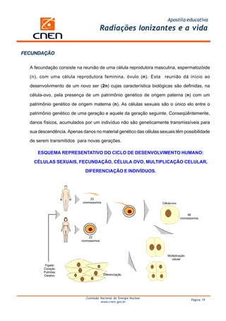 Apostila educativa
                                         Radiações Ionizantes e a vida


FECUNDAÇÃO

  A fecundação consiste na reunião de uma célula reprodutora masculina, espermatozóide

  (n), com uma célula reprodutora feminina, óvulo (n). Esta reunião dá início ao

  desenvolvimento de um novo ser (2n) cujas característica biológicas são definidas, na

  célula-ovo, pela presença de um patrimônio genético de origem paterna (n) com um

  patrimônio genético de origem materna (n). As células sexuais são o único elo entre o

  patrimônio genético de uma geração e aquele da geração seguinte. Conseqüêntemente,

  danos físicos, acumulados por um indivíduo não são geneticamente transmissíveis para

  sua descendência. Apenas danos no material genético das células sexuais têm possibilidade

  de serem transmitidos para novas gerações.

     ESQUEMA REPRESENTATIVO DO CICLO DE DESENVOLVIMENTO HUMANO:

    CÉLULAS SEXUAIS, FECUNDAÇÃO, CÉLULA OVO, MULTIPLICAÇÃO CELULAR,

                             DIFERENCIAÇÃO E INDIVÍDUOS.




                                 23
                            cromossomos                              Célula-ovo


                                                                                       46
                                                                                  cromossomos




                                23
                           cromossomos



                                                                        Multiplicação
                                                                          celular

         Fígado
        Coração
        Pulmões
        Cérebro                           Diferenciação




                              Comissão Nacional de Energia Nuclear
                                                                                        Página 19
                                       www.cnen.gov.br
 