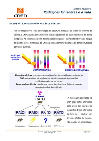 Apostila educativa
                                                   Radiações Ionizantes e a vida


DANOS RADIOINDUZIDOS NA MOLÉCULA DE DNA


   Por ser responsável pela codificação da estrutura molecular de todas as enzimas da

   células, o DNA passa a ser a molécula chave no processo de estabelecimento de danos

   biológicos. Ao sofrer ação direta das radiações (ionização) ou indireta (através do ataque

   de radicais livres) a molécula de DNA expõe basicamente dois tipos de danos: mutações

   gênicas e quebras.



  AÇÃO DAS
 RADIAÇÕES
   NO DNA




                            MUTAÇÃO GÊNICA                                       QUEBRA DA MOLÉCULA

    Mutações gênicas: correspondem a alterações introduzidas na molécula de
        DNA que resultam na perda ou na transformação de informações
                        codificadas na forma de genes;
     Quebras da molécula: resultam na perda da integridade física do material
                        genético (quebra da molécula);




                                RATO
                                                                                   A mensagem codificada no
                                 1     2   3   4



                                                                                  DNA pode sofrer alterações

                                                                                  pela ação das radiações
                                                        Reparo do dano

                                                                                  ionizantes. Estas alterações
     RAtO             RAIO                 RATO               RATO

                                                   ?
                                           Perda de função   Função restaurada
                                                                                  podem ser resultar em
     Função mantida   Função alterada

                                                                                  diversos efeitos, ou mesmo,

                                                                                  não resultar em efeito algum.
     Mutação gênica   Mutação gênica       Quebra do DNA      DNA restaurado


                                     Comissão Nacional de Energia Nuclear
                                                                                                     Página 26
                                              www.cnen.gov.br
 