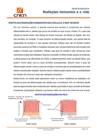 Apostila educativa
                                                                               Radiações Ionizantes e a vida


EFEITO DAS RADIAÇÕES IONIZANTES NAS CÉLULAS E NOS TECIDOS

      Em um indivíduo adulto, a grande maioria dos tecidos é constituída por células

      diferenciadas isto é, células que pouco se dividem ou que nunca o fazem. É o caso das

      células do tecido ósseo, das células do tecido muscular, de células do fígado, dos rins,

      dos pulmões, do coração. O caso extremo de diferenciação celular, com perda total da

      capacidade de divisão é o das células nervosas. Células que não se dividem podem

      acumular quebras de DNA e mutações celulares sem comprometimento das funções dos

      órgãos e tecidos que constituem. Células cuja taxa de divisão é alta, tornam-se mais

      vulneráveis à ação das radiações. Quando uma lesão no DNA resultar quebra da molécula,

      a célula passa a ter dificuldade em dividir o material genético entre as células filhas, que

      podem morrer após uma ou duas divisões subseqüentes. Quanto maior o grau de

      diferenciação celular, menor a taxa de divisão e menores são as possibilidades de morte

      celular induzida pela radiação. Quanto menor a diferenciação celular maior a probabilidade

      de indução de morte por ação das radiações ionizantes.

      Desta forma, um tecido pode apresentar maior ou menor resistência às radiações, em

      função do grau de diferenciação das células que o constituem. Em um indivíduo adulto

      apenas alguns tecidos são constituídos por células cuja função é repor, através de divisões

      sucessivas, populações celulares cujo tempo médio de vida é da ordem de uma a duas

                                                               EFEITO DAS RADIAÇÕES NA PELE
Exemplo: camada de células do
revestimento do corpo
                                              Face externa do corpo                                                   Face externa do corpo
           sentido de renovação das células




                                                                               células mortas


                                                                                       células mortas




                                                        células da camada                                                       células da camada germinativa danificada
       células diferenciadas sem                      germinativa em divisão                    células diferenciadas sem         sem capacidade de divisão ou mortas
         capacidade de divisão                                                                   capacidade de divisão


                                              Tecido normal                                                                 Tecido irradiado

                                                                      Comissão Nacional de Energia Nuclear
                                                                                                                                                           Página 30
                                                                               www.cnen.gov.br
 