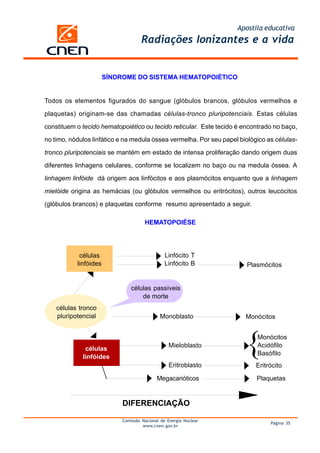 Apostila educativa
                                    Radiações Ionizantes e a vida


                       SÍNDROME DO SISTEMA HEMATOPOIÉTICO


Todos os elementos figurados do sangue (glóbulos brancos, glóbulos vermelhos e

plaquetas) originam-se das chamadas células-tronco pluripotenciais. Estas células

constituem o tecido hematopoiético ou tecido reticular. Este tecido é encontrado no baço,

no timo, nódulos linfático e na medula óssea vermelha. Por seu papel biológico as células-

tronco pluripotenciais se mantém em estado de intensa proliferação dando origem duas

diferentes linhagens celulares, conforme se localizem no baço ou na medula óssea. A
linhagem linfóide dá origem aos linfócitos e aos plasmócitos enquanto que a linhagem

mielóide origina as hemácias (ou glóbulos vermelhos ou eritrócitos), outros leucócitos

(glóbulos brancos) e plaquetas conforme resumo apresentado a seguir.

                                      HEMATOPOIÉSE




            células                             Linfócito T
           linfóides                            Linfócito B             Plasmócitos


                                células passíveis




                                                                       {
                                    de morte
    células tronco
    pluripotencial                           Monoblasto                Monócitos


                                                                           Monócitos
                                                 Mieloblasto               Acidófilo
              células
                                                                           Basófilo
             linfóides
                                                 Eritroblasto              Eritrócito

                                            Megacarióticos                 Plaquetas


                            DIFERENCIAÇÃO

                            Comissão Nacional de Energia Nuclear
                                                                                Página 35
                                     www.cnen.gov.br
 