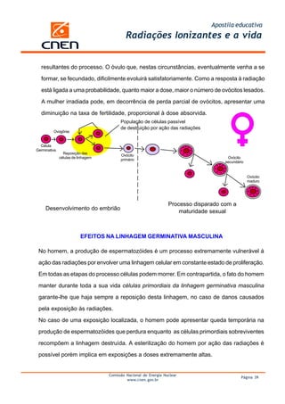 Apostila educativa
                                             Radiações Ionizantes e a vida


  resultantes do processo. O óvulo que, nestas circunstâncias, eventualmente venha a se

  formar, se fecundado, dificilmente evoluirá satisfatoriamente. Como a resposta à radiação

  está ligada a uma probabilidade, quanto maior a dose, maior o número de ovócitos lesados.

  A mulher irradiada pode, em decorrência de perda parcial de ovócitos, apresentar uma

  diminuição na taxa de fertilidade, proporcional à dose absorvida.
                                          População de células passível
                                          de destruição por ação das radiações
         Ovogônia


  Célula
Germinativa
                Reposição das
                                          Ovócito
              células de linhagem                                                       Ovócito
                                          primário
                                                                                       secundário


                                                                                                    Ovócito
                                                                                                    maduro




                                                                   Processo disparado com a
     Desenvolvimento do embrião
                                                                       maturidade sexual



                          EFEITOS NA LINHAGEM GERMINATIVA MASCULINA

 No homem, a produção de espermatozóides é um processo extremamente vulnerável à

 ação das radiações por envolver uma linhagem celular em constante estado de proliferação.

 Em todas as etapas do processo células podem morrer. Em contrapartida, o fato do homem

 manter durante toda a sua vida células primordiais da linhagem germinativa masculina

 garante-lhe que haja sempre a reposição desta linhagem, no caso de danos causados

 pela exposição às radiações.

 No caso de uma exposição localizada, o homem pode apresentar queda temporária na

 produção de espermatozóides que perdura enquanto as células primordiais sobreviventes

 recompõem a linhagem destruída. A esterilização do homem por ação das radiações é

 possível porém implica em exposições a doses extremamente altas.


                                    Comissão Nacional de Energia Nuclear
                                                                                               Página 39
                                             www.cnen.gov.br
 