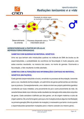 Apostila educativa
                                                 Radiações Ionizantes e a vida

                                            População de células capaz
                                            de reconstituir a linhagem germinativa


              Espermatogônia


       Célula
     Germinativa
                        Reposição das
                                                     Espermatócito
                      células de linhagem
                                                       primário


                                                             Espermatócito
                                                              secundário

    Desenvolvimento            Processo disparado com a               Espermátide

      do embrião                   maturidade sexual


HEREDITARIEDADE A PARTIR DE CÉLULAS
REPRODUTORAS IRRADIADAS.

   GAMETAS COM QUEBRAS NO MATERIAL GENÉTICO:

   Uma vez que tenham sido introduzidas quebras na molécula de DNA de óvulos ou de

   espermatozóides, a probabilidade da ocorrência da fecundação é muito pequena, pois

   estes eventos resultarão, na maioria dos casos, na morte do gameta. Ocorrendo a

   fecundação, o feto resultante é então abortado.

   GAMETAS COM ALTERAÇÕES NAS INFORMAÇÕES CONTIDAS NO MATERIAL

   GENÉTICO (MUTAÇÕES):

   Cada gameta (espermatozóide e óvulo), envolvido no processo de fecundação, transmite

   para o ovo, resultante da fecundação, um patrimônio de genes pertencentes ao indivíduo

   que os produziu. Conseqüentemente, uma célula-ovo tem seu próprio patrimônio genético

   constituído por duas metades; uma proveniente do pai e outra proveniente da mãe. As

   características deste novo indivíduo serão resultado da interação entre estes dois conjuntos

   de genes. Cada caractere é definido por dois genes: um de origem materna e outro de

   origem paterna. De uma forma geral, para que uma mutação produza alguma manifestação

   na primeira geração (filho do portador da mutação), é necessário que tanto o óvulo quanto

   o espermatozóide apresentem mutações para o mesmo caracter (no mesmo gene).

                                        Comissão Nacional de Energia Nuclear
                                                                                               Página 40
                                                 www.cnen.gov.br
 