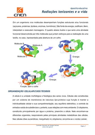 Apostila educativa
                                       Radiações Ionizantes e a vida


   Em um organismo vivo moléculas desempenham funções estruturais e/ou funcionais

   (açúcares, proteínas, lipídeos, enzimas, hormônios). São fonte de energia, codificam, lêem,

   interpretam e executam mensagens. O quadro abaixo ilustra o que seria uma atividade

   funcional desenvolvida por três moléculas que juntam esforços para a realização de uma

   tarefa, no caso, representada pela abertura de um cofre.


     Molécula B
                           Molécula A




        Molécula C                                                         Energia




                                                    Energia


            Função: abrir o cofre

ORGANIZAÇÃO CELULAR E DOS TECIDOS

   A célula é a unidade morfológica e fisiológica dos seres vivos. Células são constituídas

   por um sistema de membranas de natureza lipo-proteica cuja função é manter a

   individualidade celular e sua compartimentação, seu equilíbrio eletrolítico, o controle da

   entrada e saída de substâncias e, portanto, suas relações com meio ambiente. O citoplasma,

   constituído principalmente por água e proteína, preenche a célula. Nele encontram-se

   diferentes organelas, responsáveis pelas principais atividades metabólicas das células.

   Nas células ditas eucarióticas, mergulhado no citoplasma, encontra-se o núcleo celular,


                               Comissão Nacional de Energia Nuclear
                                                                                     Página 7
                                        www.cnen.gov.br
 