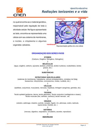 Apostila educativa
                                         Radiações Ionizantes e a vida

                                                                citoplasma                   organelas

no qual encontra-se o material genético,

responsável pela regulação de toda a

atividade celular. Na figura apresentada
                                                                             núcleo
ao lado, encontra-se representada uma

célula com seu sistema de membranas,

o núcleo, o citoplasma e algumas

organelas celulares.                            membrana
                                                                Representação gráfica de uma célula



                          ORGANIZAÇÃO DOS SERES VIVOS
                                         ÁTOMOS
                          (Carbono, Oxigênio, Nitrogênio, Hidrogênio)
                                                 ⇓
                                          MOLÉCULAS
 (água, oxigênio, carbono, açúcares, lipídeos, proteínas, ácidos nucleicos, nucleotídeos, ácidos
                                          graxos, etc.)
                                                 ⇓
                                         SUBSTÂNCIAS
                                                 ⇓
                            ESTRUTURAS SUB-CELULARES
     (sistemas de membranas, hialoplasma, retículo endoplasmático, complexo de Golgi,
               lisossomos, mitocôndrias, cromossomos, núcleo, nucléolo, etc.)
                                                 ⇓
                                            CÉLULAS
 (epiteliais, conjuntivas, musculares, nervosas, hepáticas, linhagem sangüínea, gametas, etc).
                                                 ⇓
                                             TECIDOS
 Tecido epitelial (epiderme, derme, tecido glandular); Tecido conjuntivo (cartilaginoso e ósseo);
                  Tecido muscular (liso, estriado, cardíaco); tecido nervoso , etc.
                                                 ⇓
                                          ORGÃOS
    (cérebro, estômago, intestino, pulmão, coração, fígado, rim, pâncreas, ovário, testículo,
                                  supra-renais, tireóide, etc. )
                                                 ⇓
                                           SISTEMAS
               (nervoso, digestivo, respiratório, circulatório, excretor, reprodutor)
                                                 ⇓
                                          INDIVÍDUOS



                                Comissão Nacional de Energia Nuclear
                                                                                                Página 8
                                         www.cnen.gov.br
 