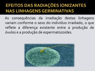 As consequências da irradiação destas linhagens
variam conforme o sexo do indivíduo irradiado, o que
reflete a diferença existente entre a produção de
óvulos e a produção de espermatozoides.
 