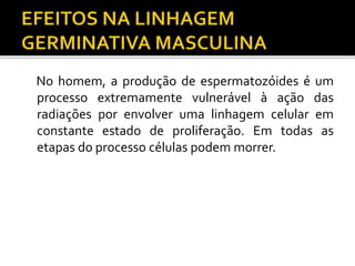 No homem, a produção de espermatozóides é um
processo extremamente vulnerável à ação das
radiações por envolver uma linhagem celular em
constante estado de proliferação. Em todas as
etapas do processo células podem morrer.
 