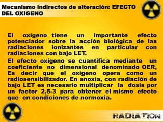 Mecanismo indirectos de alteración: EFECTO
DEL OXIGENO
El oxígeno tiene un importante efecto
potenciador sobre la acción biológica de las
radiaciones ionizantes en particular con
radiaciones con bajo LET.
El efecto oxígeno se cuantifica mediante un
coeficiente no dimensional denominado OER,
Es decir que el oxígeno opera como un
radiosensibilizador. En anoxia, con radiación de
bajo LET es necesario multiplicar la dosis por
un factor 2,5-3 para obtener el mismo efecto
que en condiciones de normoxia.
 
