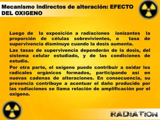 Luego de la exposición a radiaciones ionizantes la
proporción de células sobrevivientes, o tasa de
supervivencia disminuye cuando la dosis aumenta.
Las tasas de supervivencia dependerán de la dosis, del
sistema celular estudiado, y de las condiciones de
estudio.
Por otra parte, el oxígeno puede contribuir a oxidar los
radicales orgánicos formados, participando así en
nuevas cadenas de alteraciones. En consecuencia, su
presencia contribuye a acentuar el daño producido por
las radiaciones se llama relación de amplificación por el
oxigeno.
Mecanismo indirectos de alteración: EFECTO
DEL OXIGENO
 