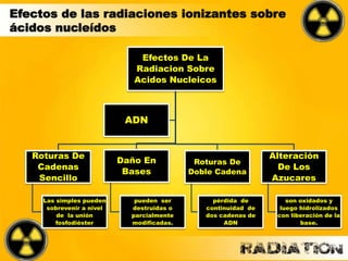 Efectos de las radiaciones ionizantes sobre
ácidos nucleídos
Efectos De La
Radiacion Sobre
Acidos Nucleicos
Roturas De
Cadenas
Sencillo
Las simples pueden
sobrevenir a nivel
de la unión
fosfodiéster
Daño En
Bases
pueden ser
destruidas o
parcialmente
modificadas.
Roturas De
Doble Cadena
pérdida de
continuidad de
dos cadenas de
ADN
Alteración
De Los
Azucares
son oxidados y
luego hidrolizados
con liberación de la
base.
ADN
 
