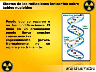 Efectos de las radiaciones ionizantes sobre
ácidos nucleídos
Puede que se reparen o
no las modificaciones. El
daño en un cromosoma
puede llevar consigo
consecuencias
especialmente graves.
Normalmente no se
repara y se transmite.
Alteración de una base
Sitio
abásic
o
Rotura
simple
de
cadena
 