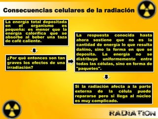 Consecuencias celulares de la radiación
La energía total depositada
en el organismo es
pequeña: es menor que la
energía calorífica que se
absorbe al beber una taza
de café caliente.
¿Por qué entonces son tan
graves los efectos de una
irradiación?
La respuesta conocida hasta
ahora sostiene que no es la
cantidad de energía lo que resulta
dañino, sino la forma en que se
deposita. La energía no se
distribuye uniformemente entre
todas las células, sino en forma de
"paquetes".
Si la radiación afecta a la parte
externa de la célula puede
repararse pero si llega al núcleo
es muy complicado.
 