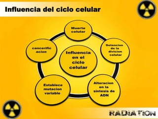 Influencia del ciclo celular
 
